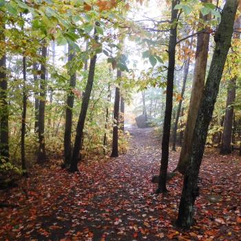 trees in forest in Algonquin Park