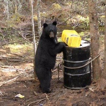 Bear checking out bait 