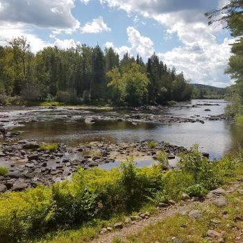 river and wetlands in summer