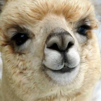 Alpaca face