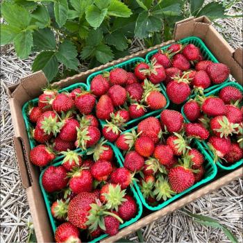 Fresh picked strawberries in baskets