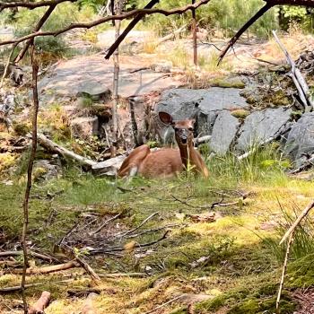 A deer sitting in the forest