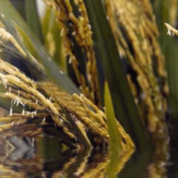 Wild rice
