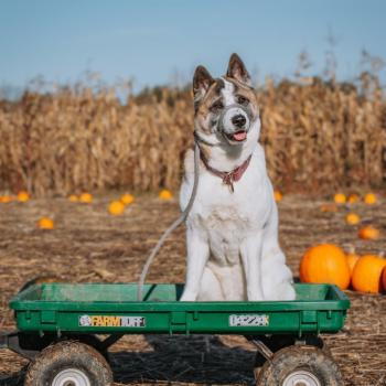 a dog in a wagon 