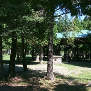 Trees in park