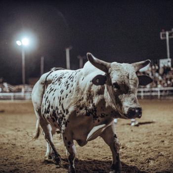 Bull in a riding rink