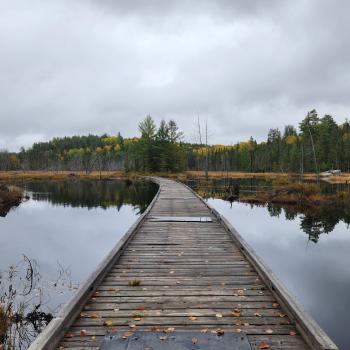 Accessible trail in White Bear Forest