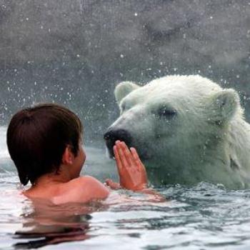 Boy swimming by polar bear (glass in between)