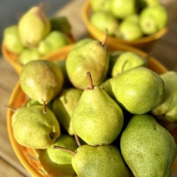 fresh pears from Lincoln Line Orchards smithville ontario