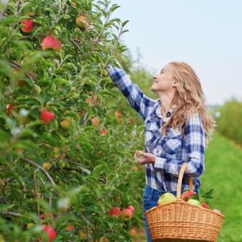 picking fruit off trees at Luna Fruit Farms Stoney Creek Ontario