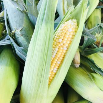 corn on the cob from murphys country produce stoney creek