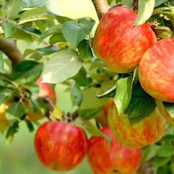 apples on the tree at Fletcher's Fruit Farm Hannon Ontario