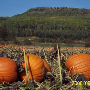 Pumpkins on the farm