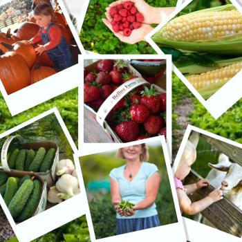 Farm fresh vegetables and fruit