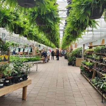 inside a greenhouse at Heemans london ontario